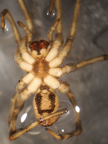 McCook's Split Wolf Spider