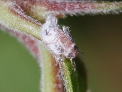 Neophyllura