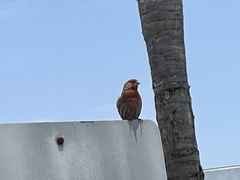 Haemorhous mexicanus