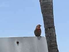 Haemorhous mexicanus