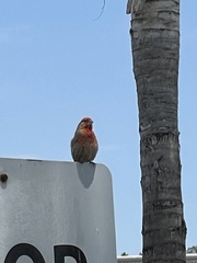 Haemorhous mexicanus