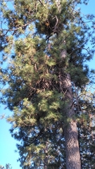 Arceuthobium vaginatum cryptopodum