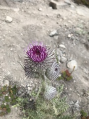 Cirsium edule