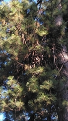 Arceuthobium vaginatum cryptopodum