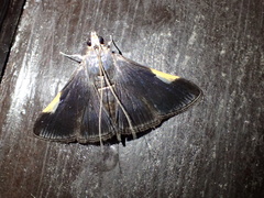 Peribona venosa