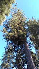 Arceuthobium vaginatum cryptopodum