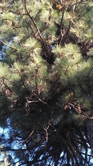 Arceuthobium vaginatum cryptopodum