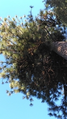 Arceuthobium vaginatum cryptopodum