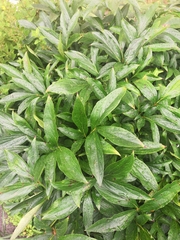 Cronartium flaccidum