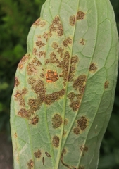 Cronartium flaccidum