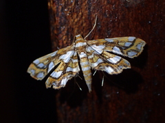 Ambia