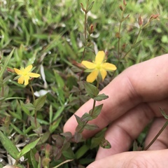 Hypericum japonicum