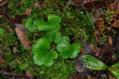 Hydrocotyle hirta