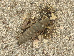 Ocneropsis bethlehemita