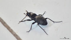 Carabus convexus