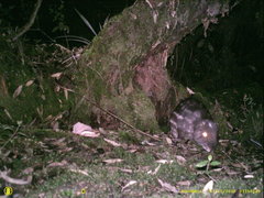 Cuniculus taczanowskii