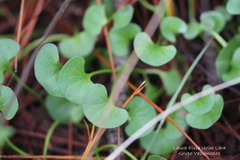 Dichondra argentea