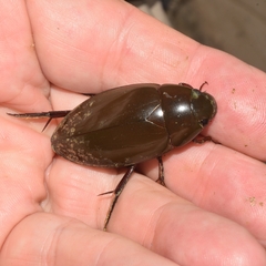 Hydrophilus insularis