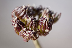 Cymopterus bakeri