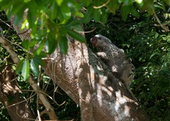 Coendou longicaudatus