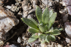 Draba heilii