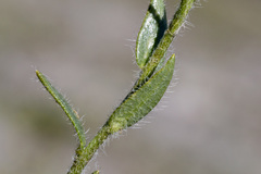 Draba heilii