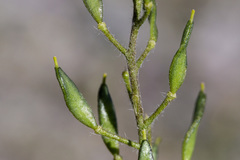 Draba heilii