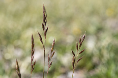 Festuca brachyphylla