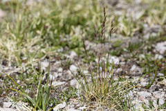 Festuca brachyphylla