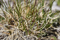 Festuca brachyphylla