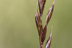 Festuca brachyphylla
