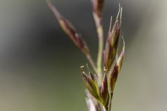 Festuca brachyphylla