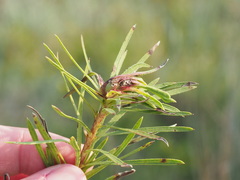 Asphondylia lacinariae