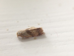 Cochylidia implicitana