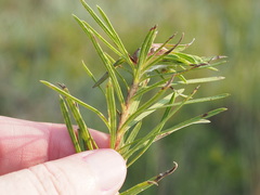 Asphondylia lacinariae