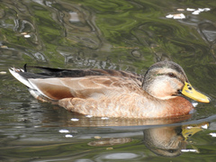 Anas platyrhynchos × zonorhyncha