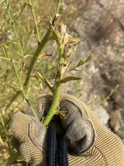 Sairocarpus multiflorus