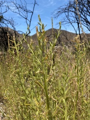 Sairocarpus multiflorus