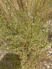 Sairocarpus multiflorus