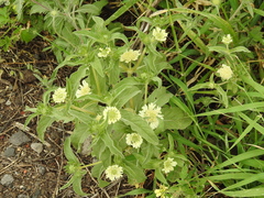 Lomelosia prolifera