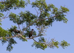 Theristicus caerulescens
