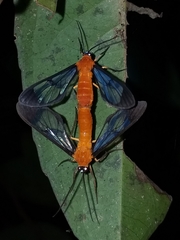 Cosmosoma batesii