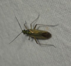 Oncotylus viridiflavus