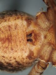 Rhysodromus alascensis