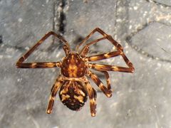 Rhysodromus alascensis