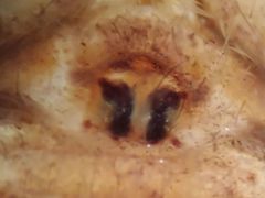 Rhysodromus alascensis