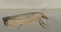 Pediasia dorsipunctellus