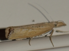 Pediasia dorsipunctellus