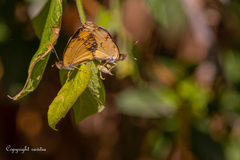 Phyciodes pallescens