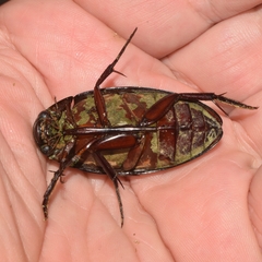 Hydrophilus insularis